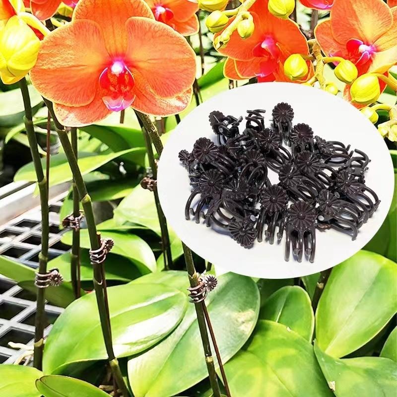 مشابك دعم النباتات الصغيرة بال - مراجعة Vine Climbing Plastic وسعره